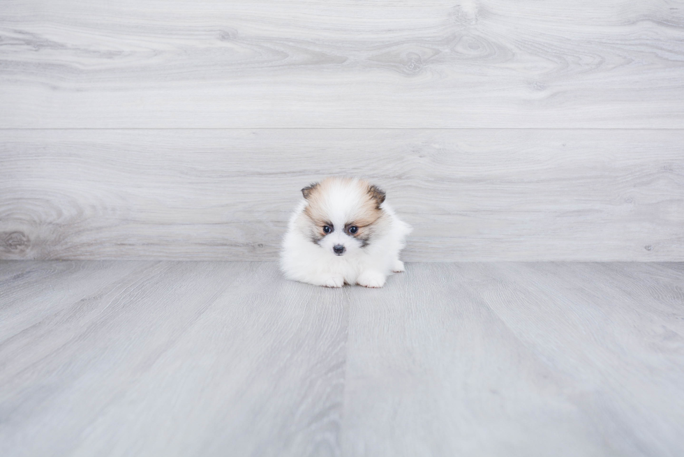 Pomeranian Pup Being Cute