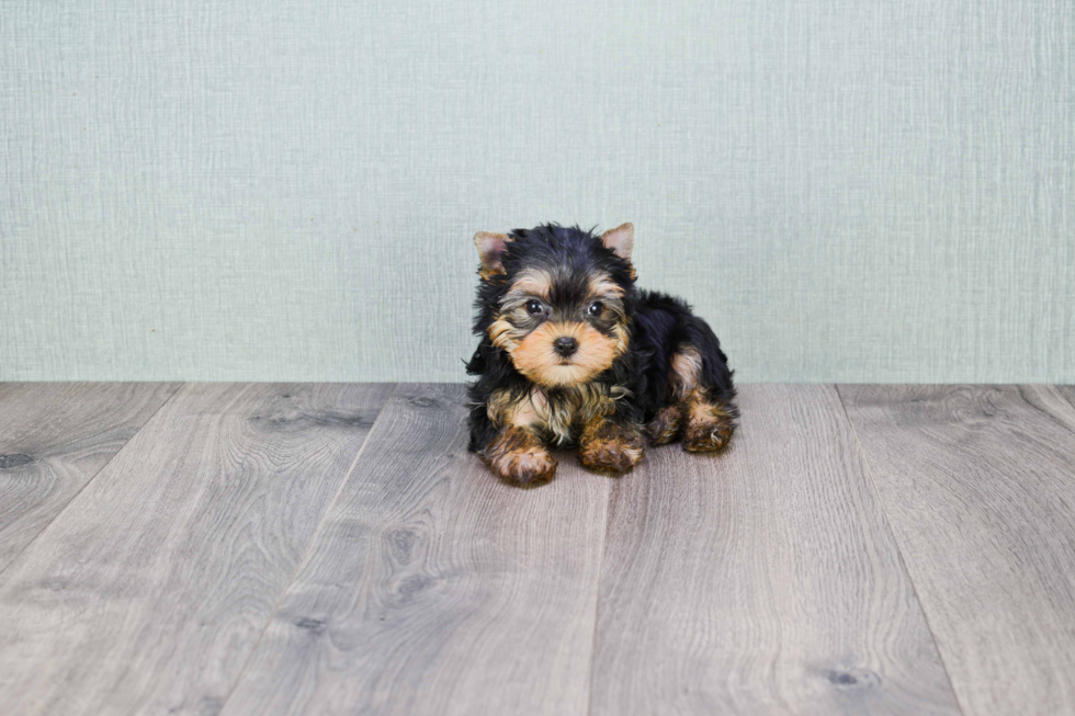 Meet Heidi - our Yorkshire Terrier Puppy Photo 