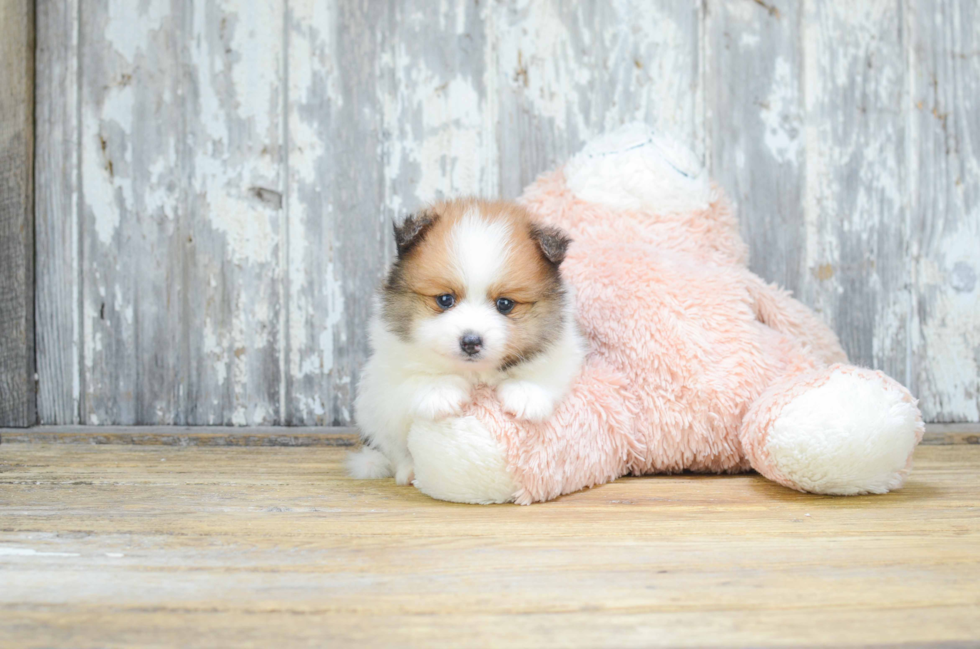 Little Pomeranian Purebred Pup