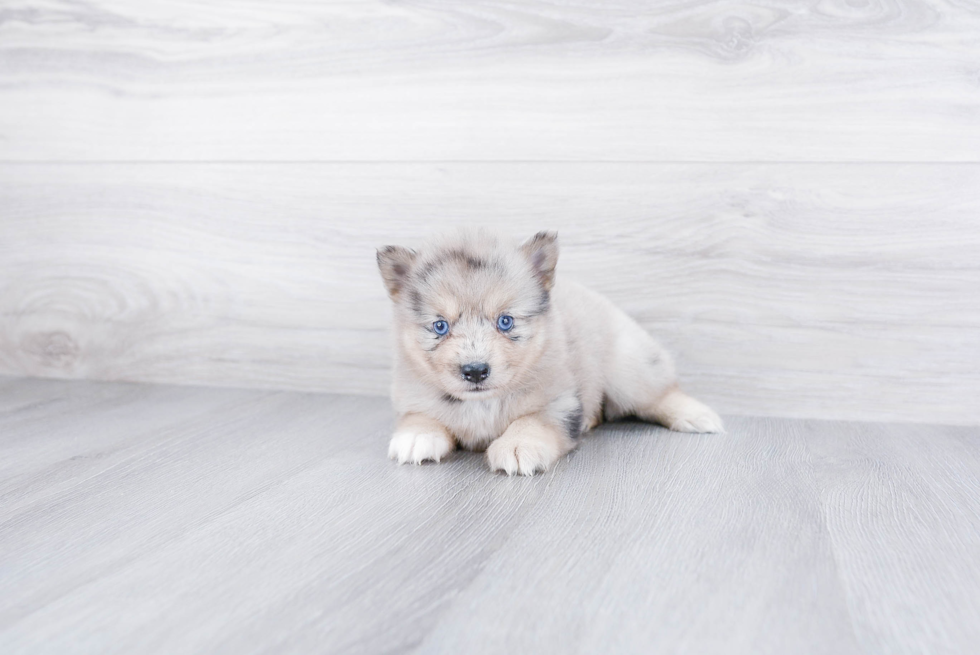 Pomsky Puppy for Adoption