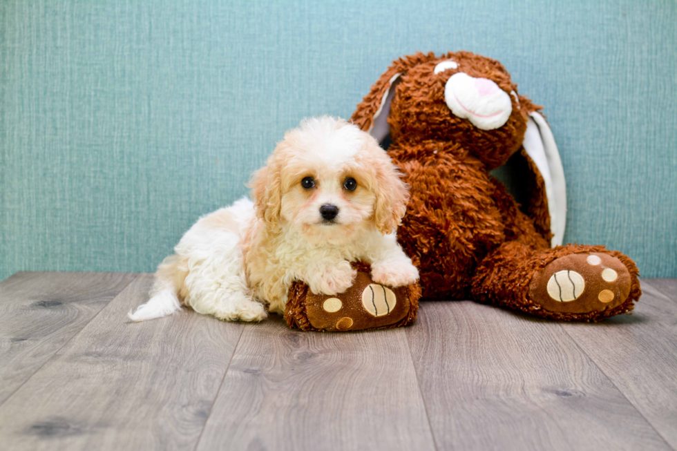 Cavachon Pup Being Cute