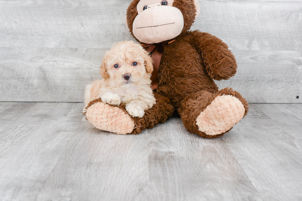 Petite Maltipoo Poodle Mix Pup