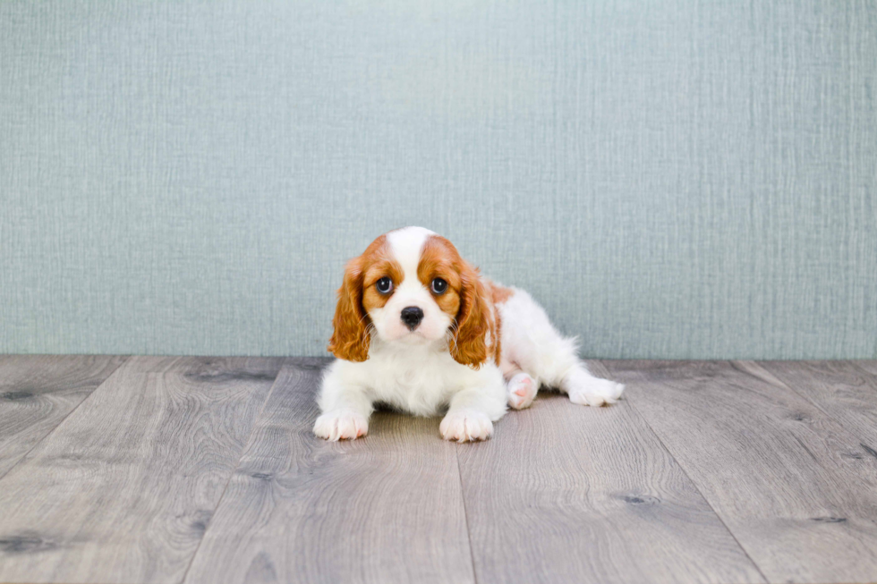 Akc Registered Cavalier King Charles Spaniel Baby