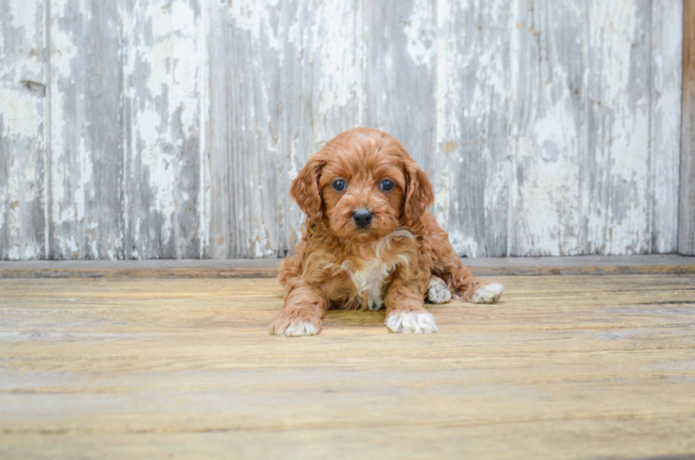 Petite Cavapoo Poodle Mix Pup