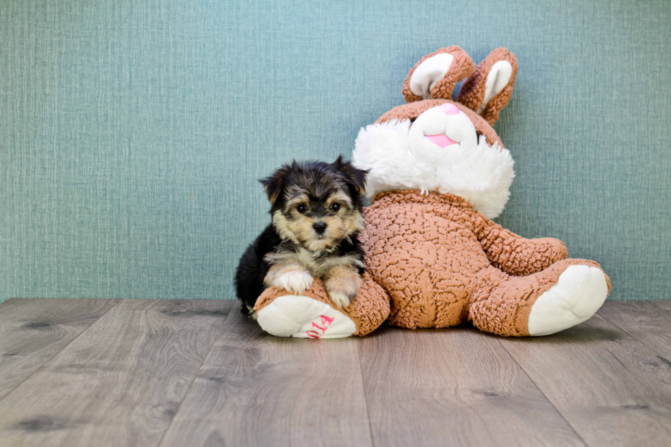 Morkie Pup Being Cute