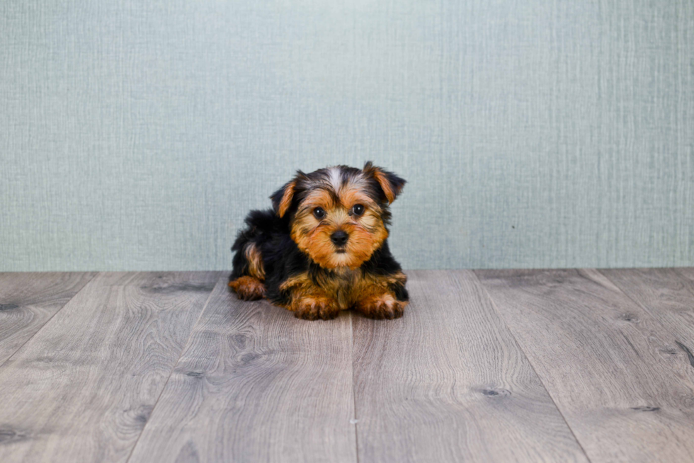 Meet Bronze - our Yorkshire Terrier Puppy Photo 