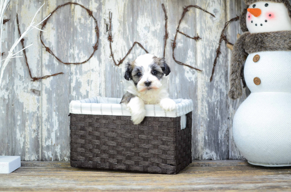 Small Havanese Baby