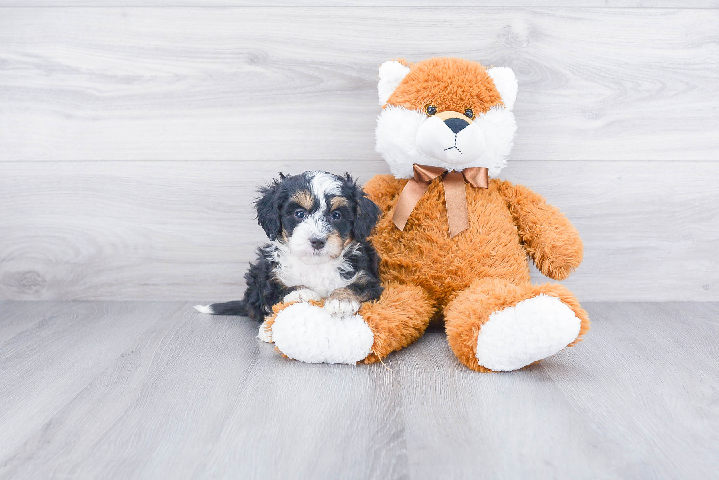 Best Mini Bernedoodle Baby