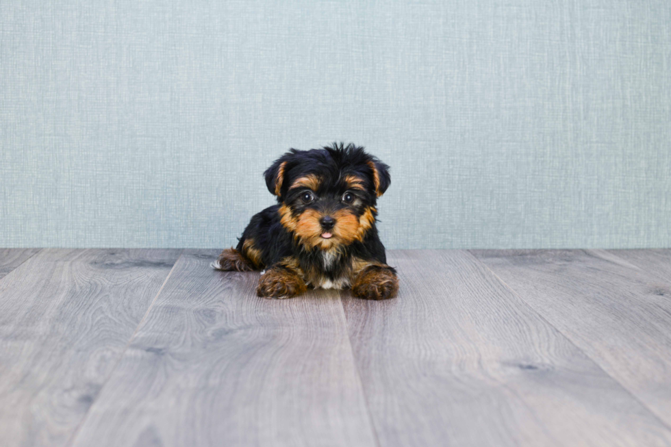 Meet Bella - our Yorkshire Terrier Puppy Photo 