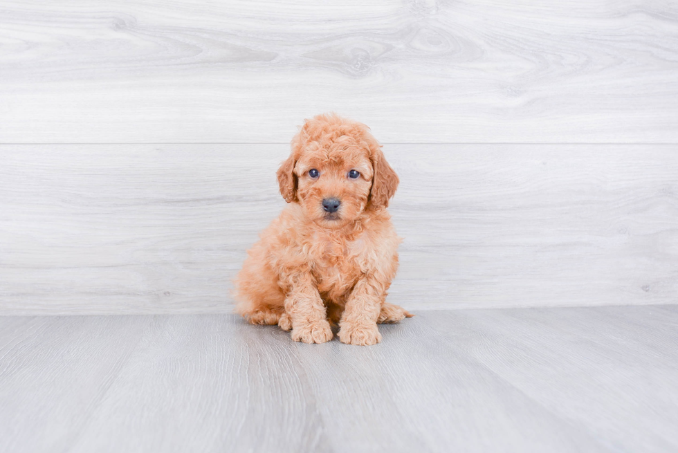 Mini Goldendoodle Puppy for Adoption