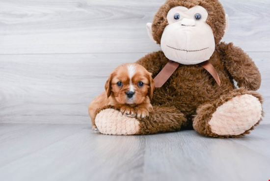 Cavalier King Charles Spaniel Pup Being Cute