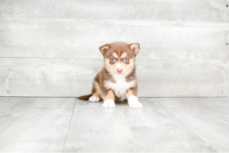 Popular Pomsky Designer Pup