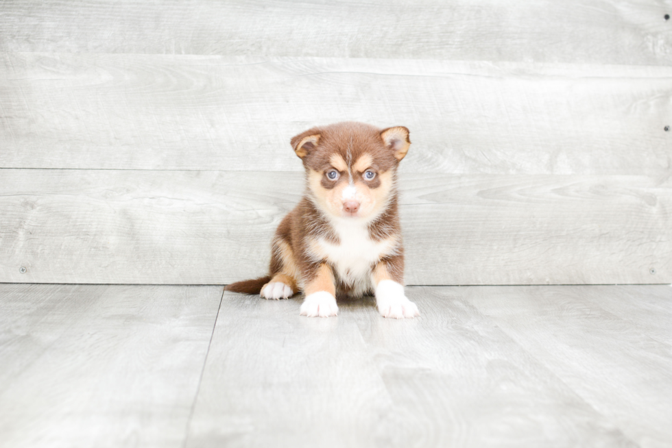 Popular Pomsky Designer Pup