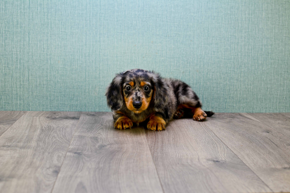 Dachshund Pup Being Cute