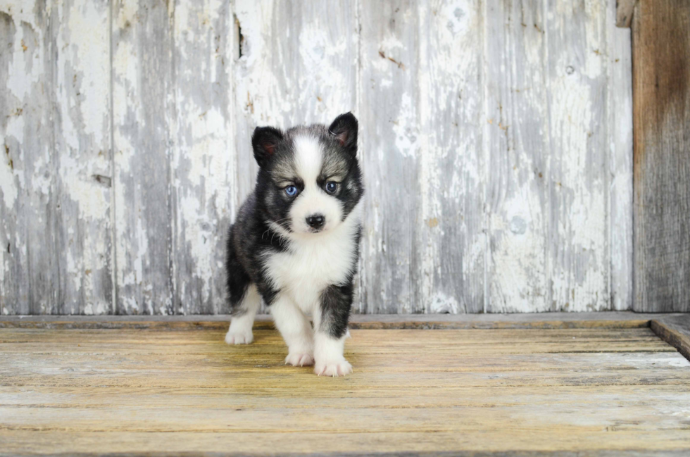 Best Pomsky Baby