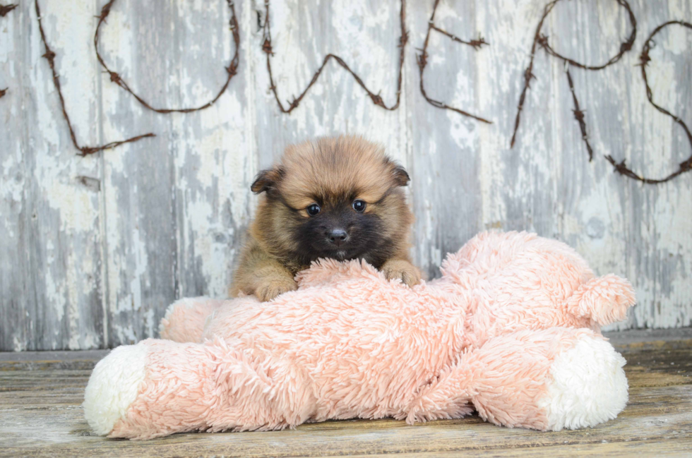 Pomeranian Pup Being Cute