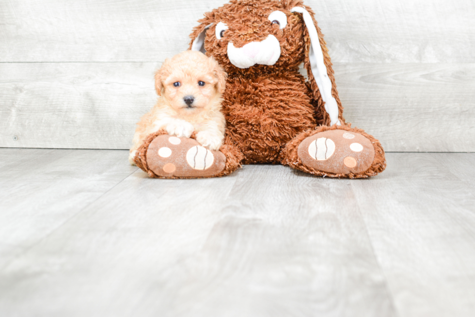 Fluffy Maltipoo Poodle Mix Pup