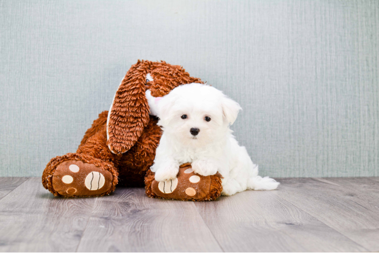 Friendly Maltese Purebred Pup