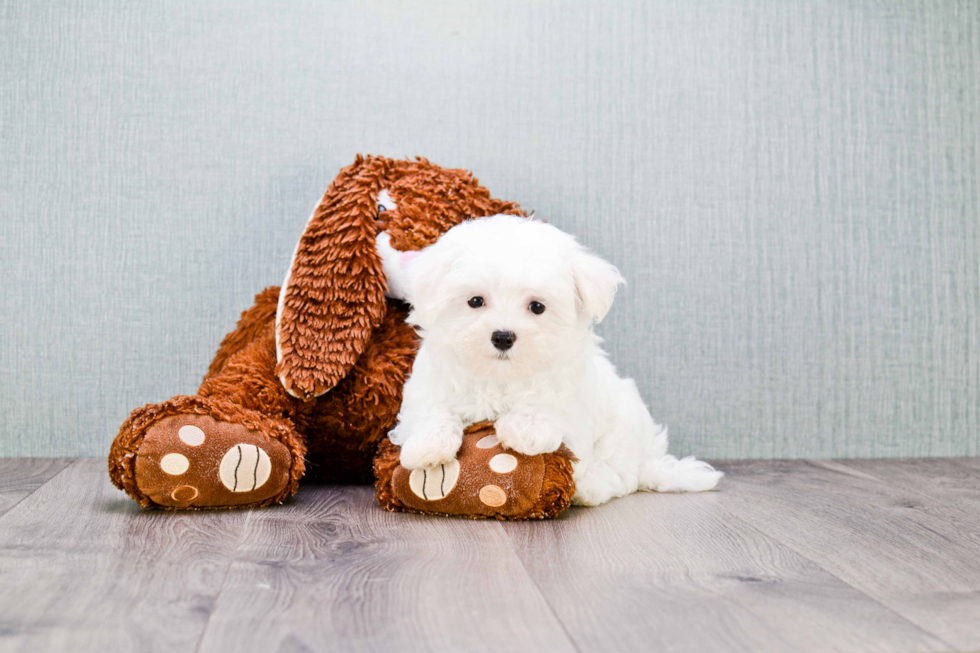 Friendly Maltese Purebred Pup