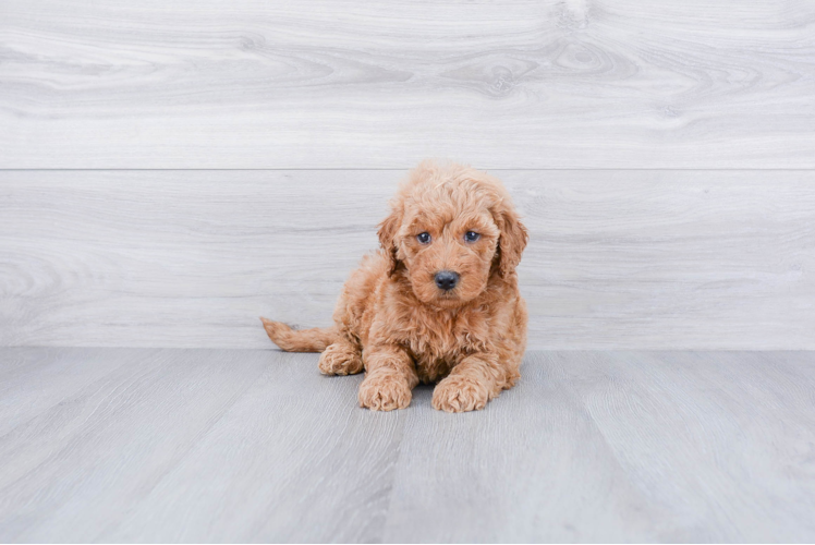 Smart Mini Goldendoodle Poodle Mix Pup