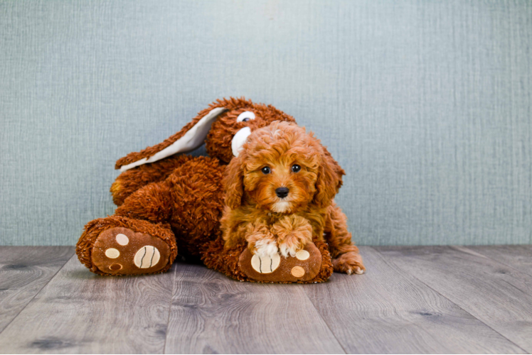 Best Cavapoo Baby