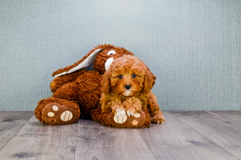 Best Cavapoo Baby