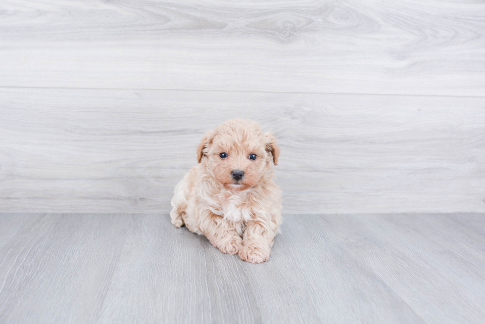 Maltipoo Puppy for Adoption