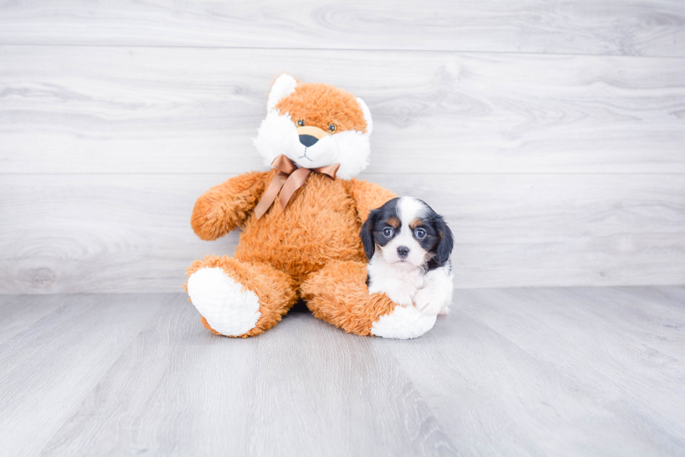 Akc Registered Cavalier King Charles Spaniel Baby