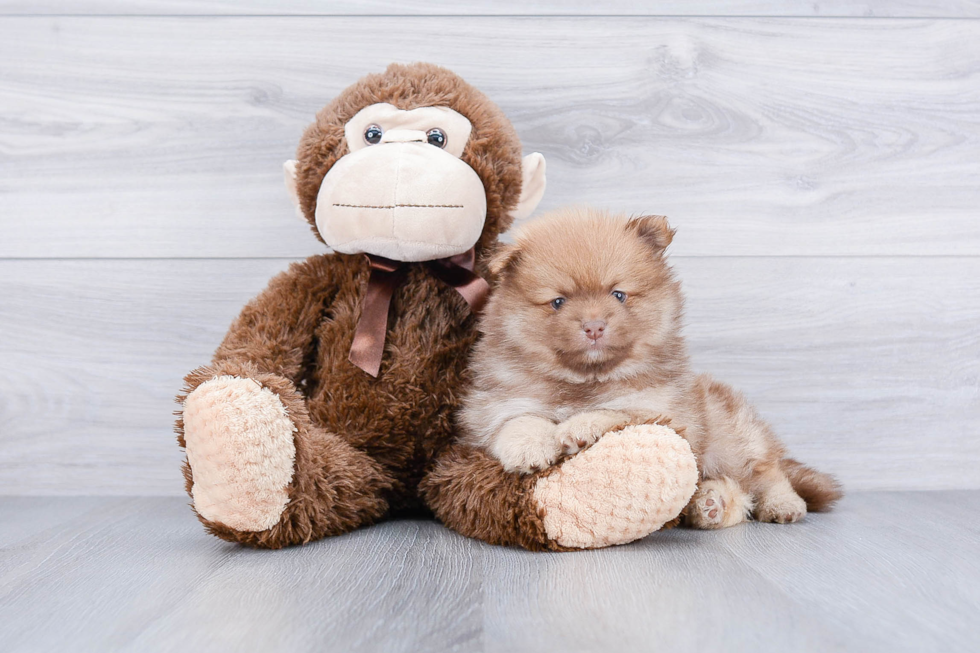 Fluffy Pomeranian Purebred Puppy