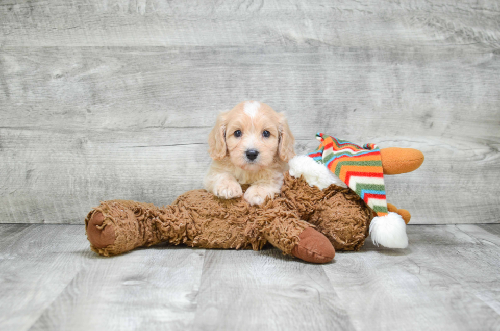 Adorable Cavoodle Poodle Mix Puppy