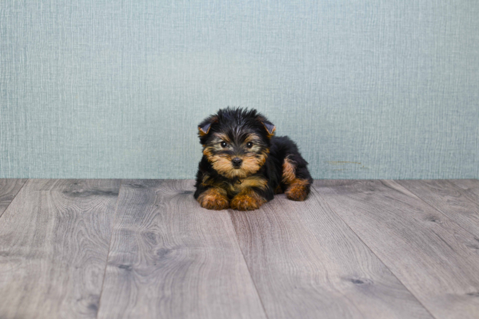 Meet Beckham - our Yorkshire Terrier Puppy Photo 