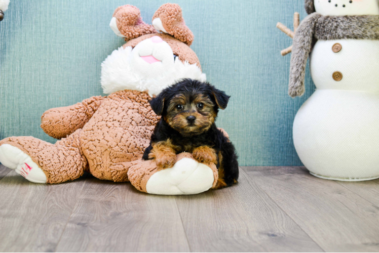 Yorkie Poo Pup Being Cute