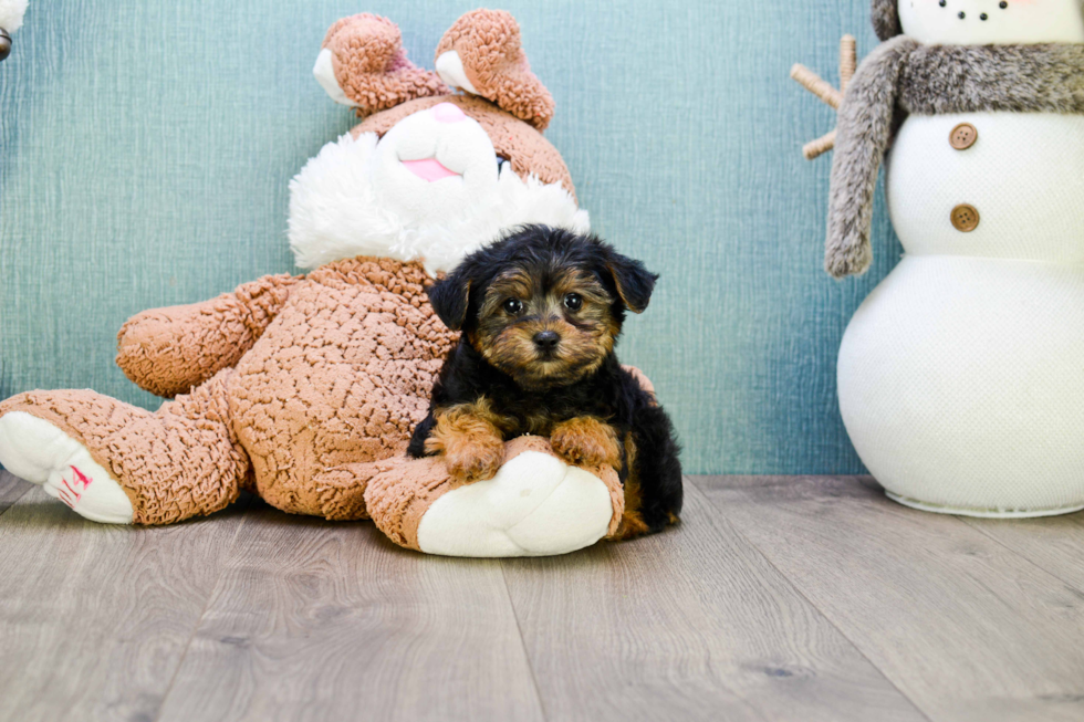 Yorkie Poo Pup Being Cute