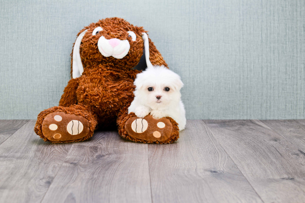 Maltese Puppy for Adoption