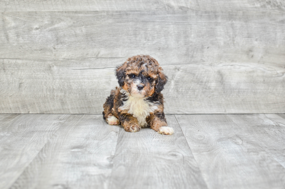 Mini Bernedoodle Puppy for Adoption