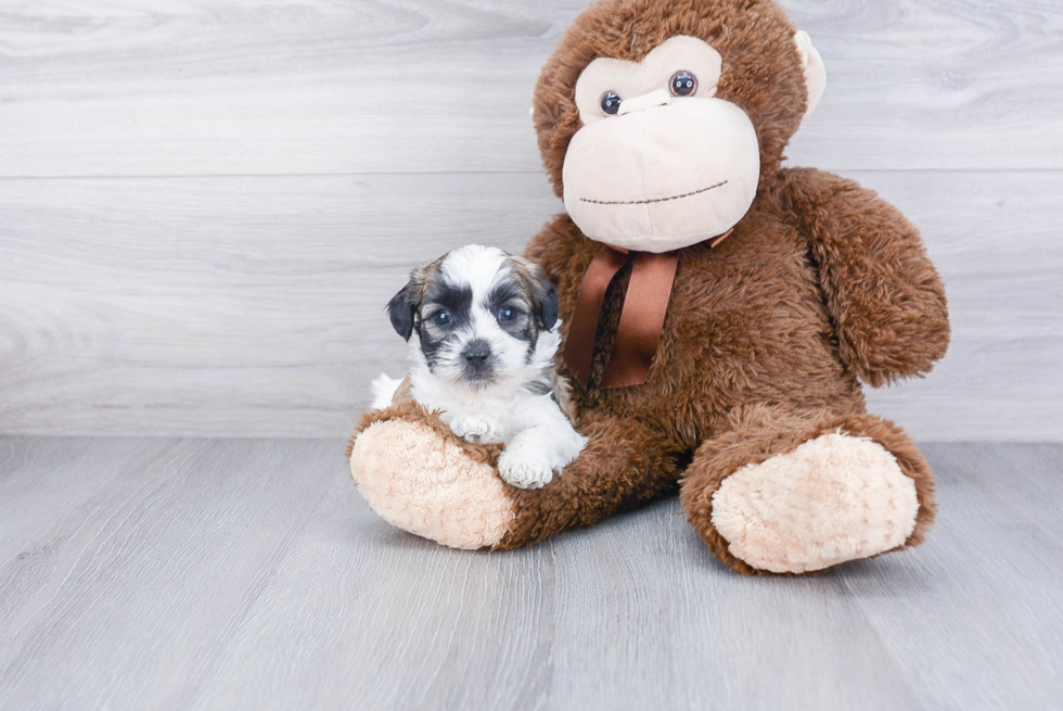 Popular Teddy Bear Designer Pup