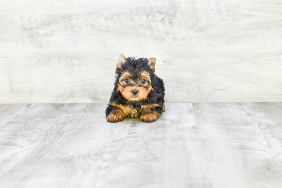 Meet Bella - our Yorkshire Terrier Puppy Photo 