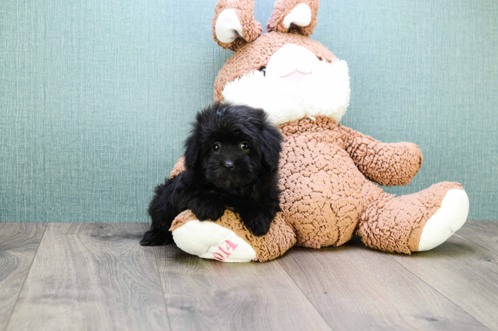 Friendly Havanese Baby