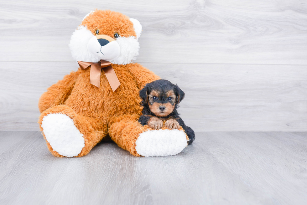 Sweet Yorkie Poo Baby