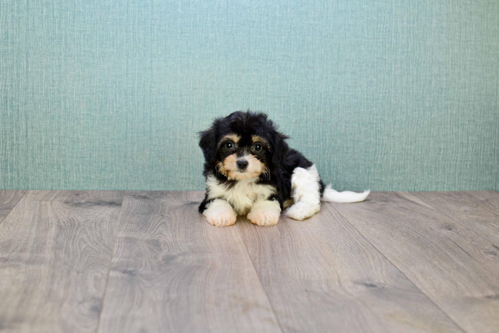 Cavachon Puppy for Adoption