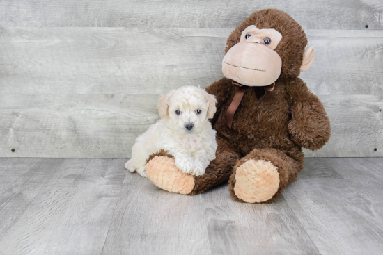 Maltipoo Pup Being Cute