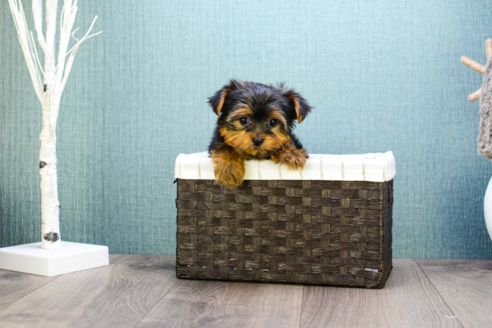 Meet Microteacup-Avery - our Yorkshire Terrier Puppy Photo 