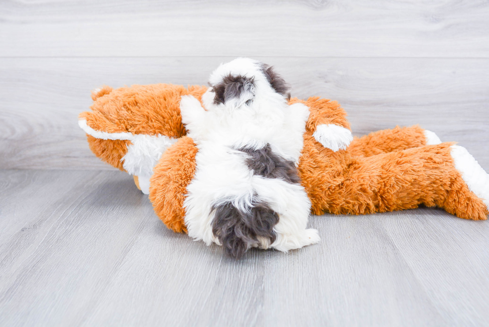 Havanese Puppy for Adoption