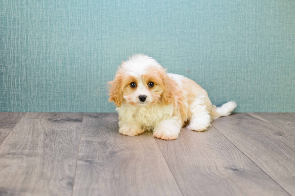 Cavachon Pup Being Cute