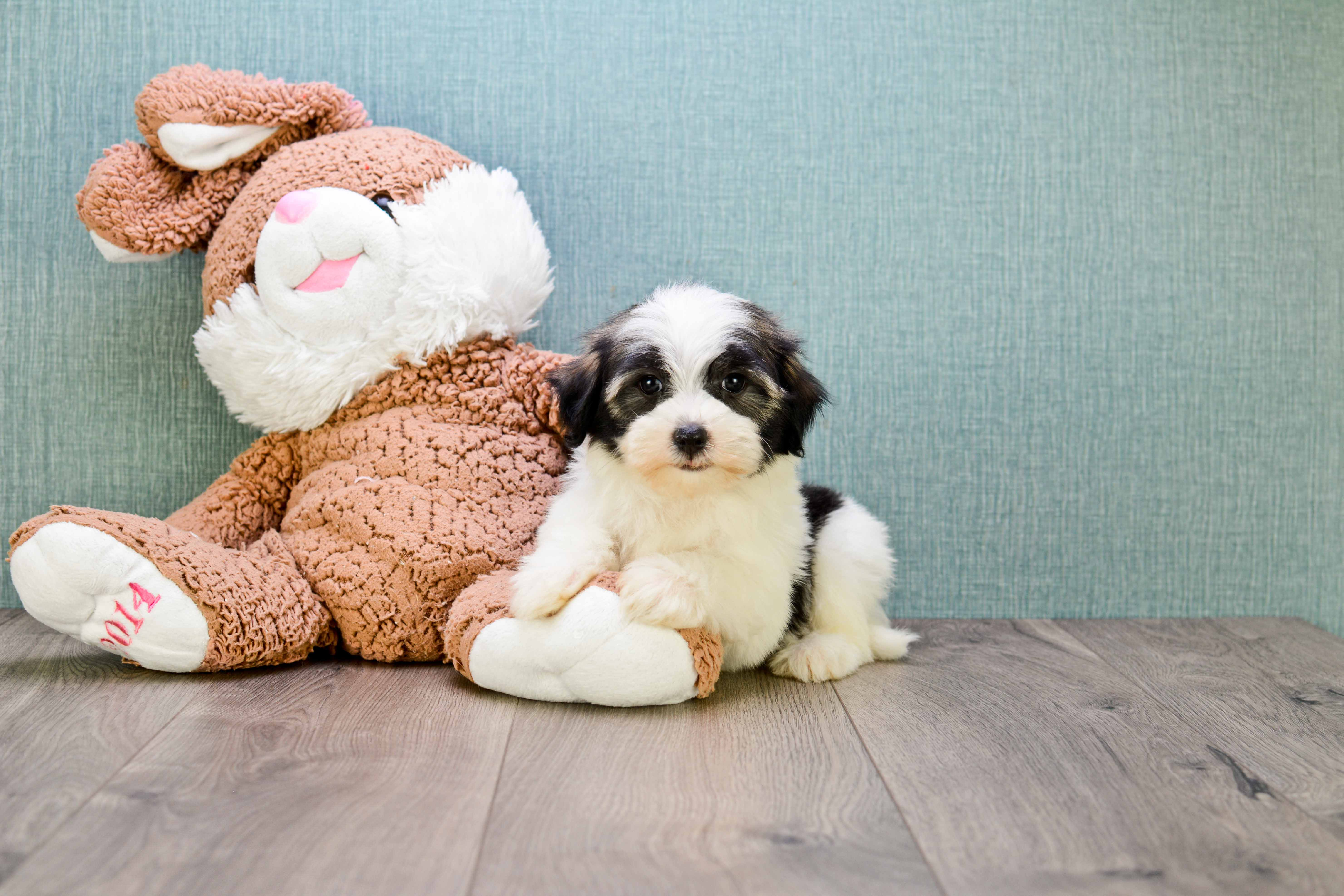 Havanese Puppy for Adoption