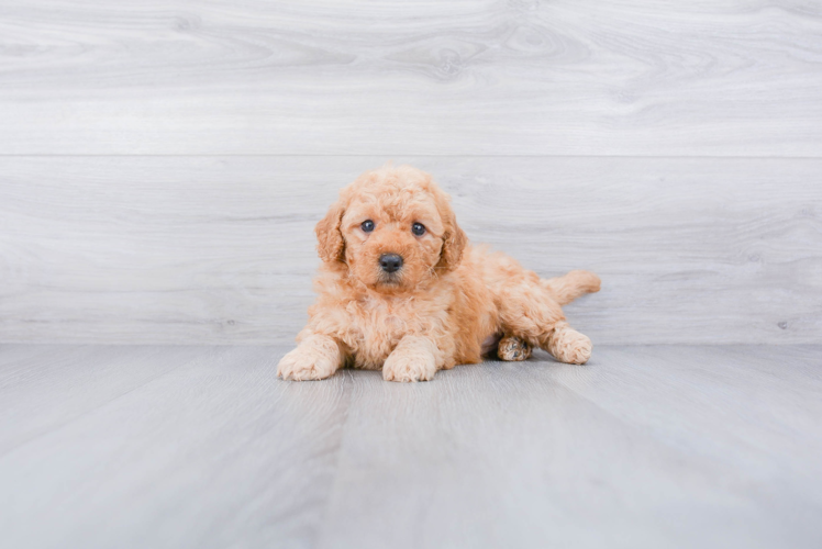 Adorable Golden Retriever Poodle Mix Puppy