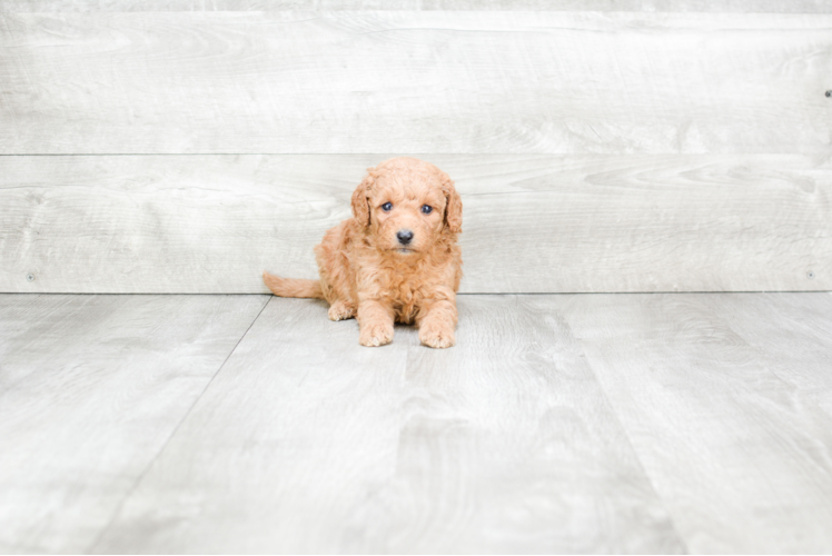 Mini Goldendoodle Puppy for Adoption