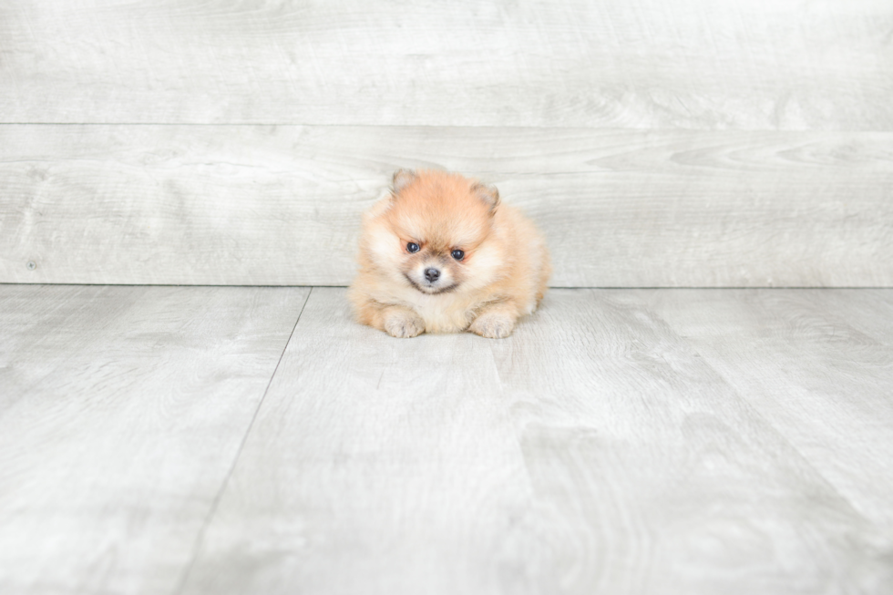 Cute Pomeranian Purebred Puppy