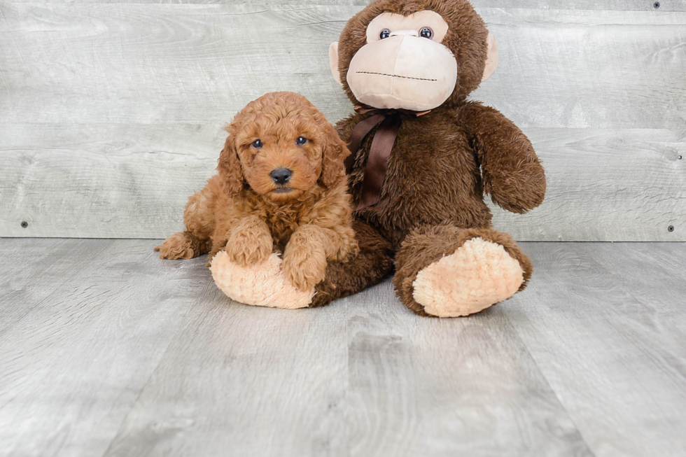 Mini Goldendoodle Puppy for Adoption