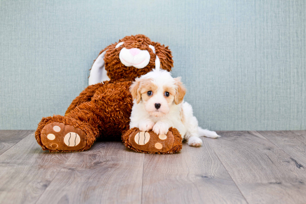 Cavachon Puppy for Adoption